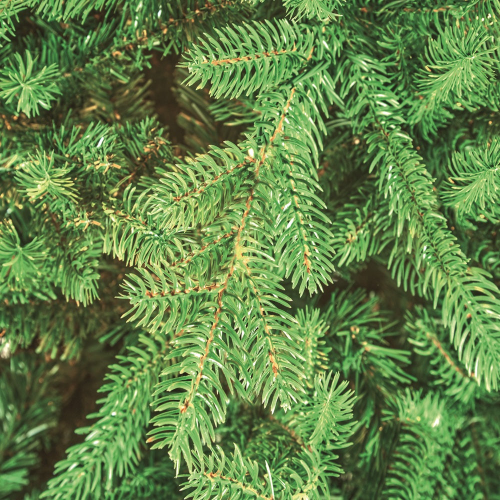 7.5FT Princeton Fraser Fir - National Tree Company | AT104