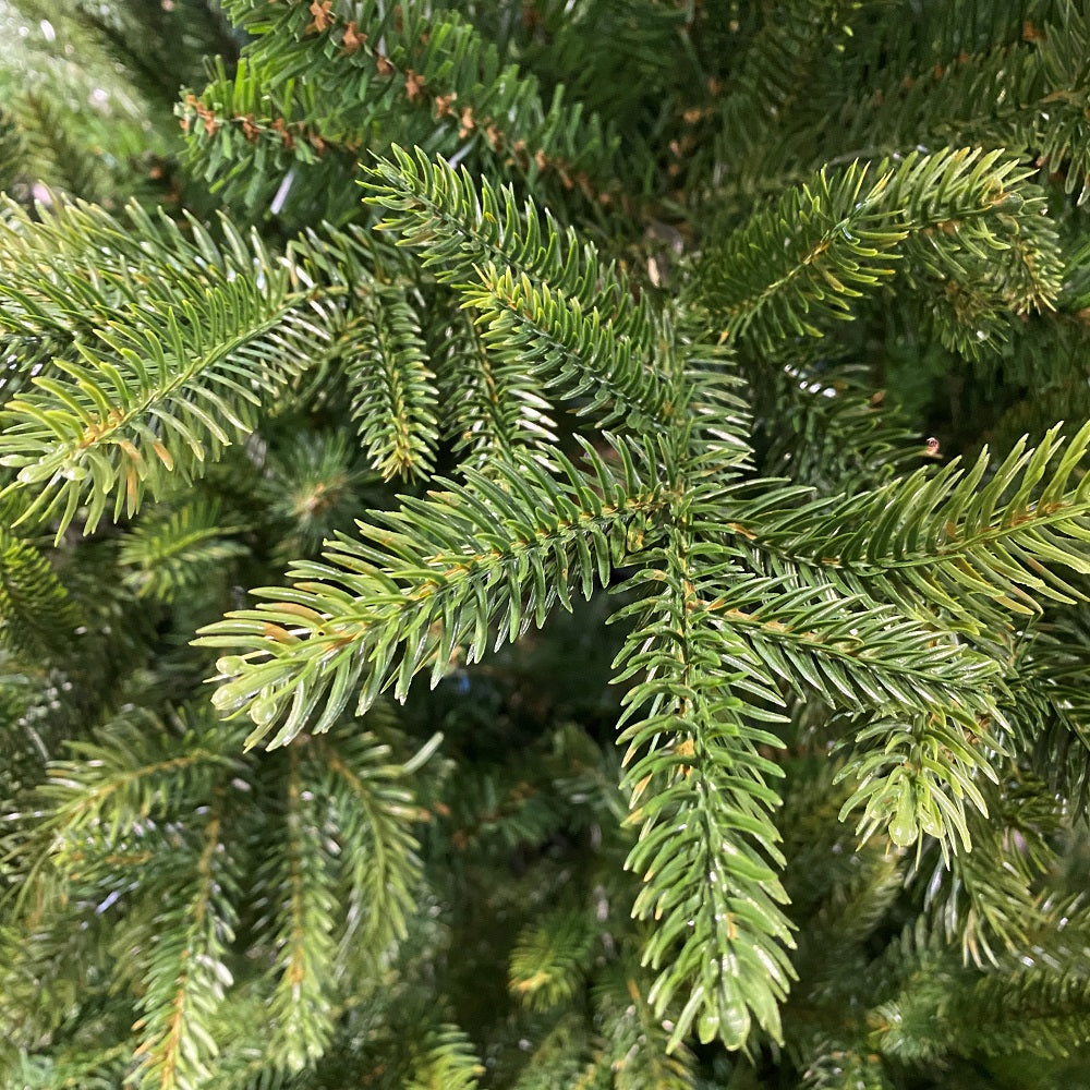 6FT Nordmann Fir - Kaemingk Everlands Christmas Tree | AT26