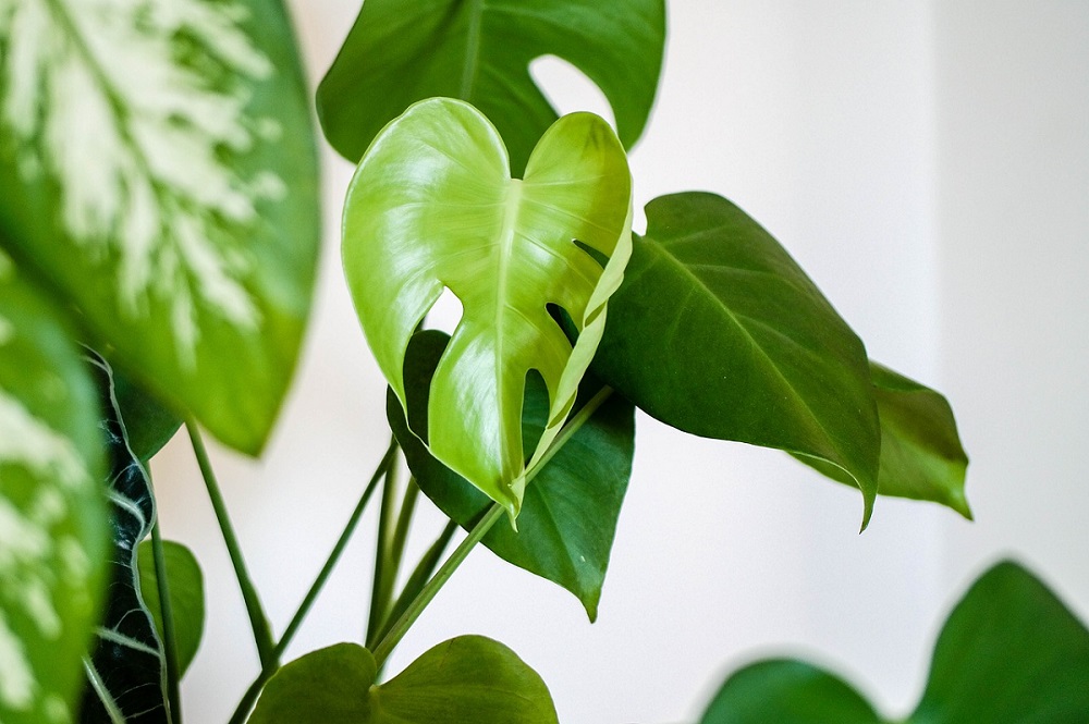 Style your home with houseplants