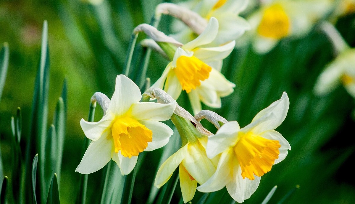 February in the Garden