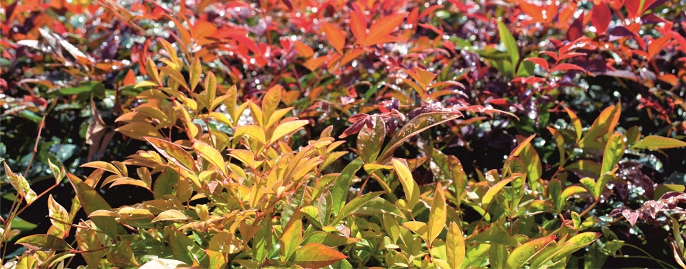 Autumn in the garden