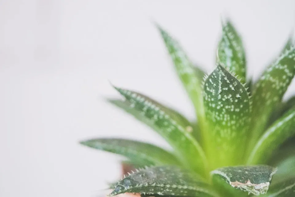 Find a home for your houseplants!