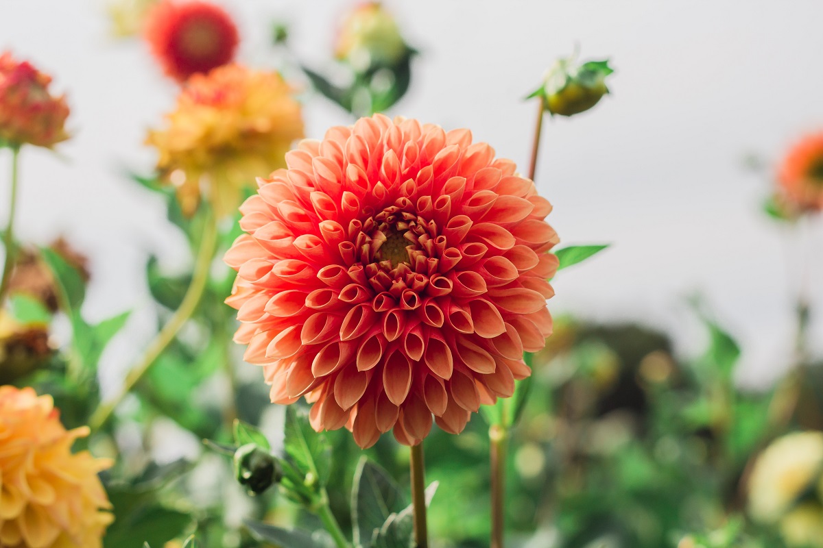 Dazzling Dahlias!