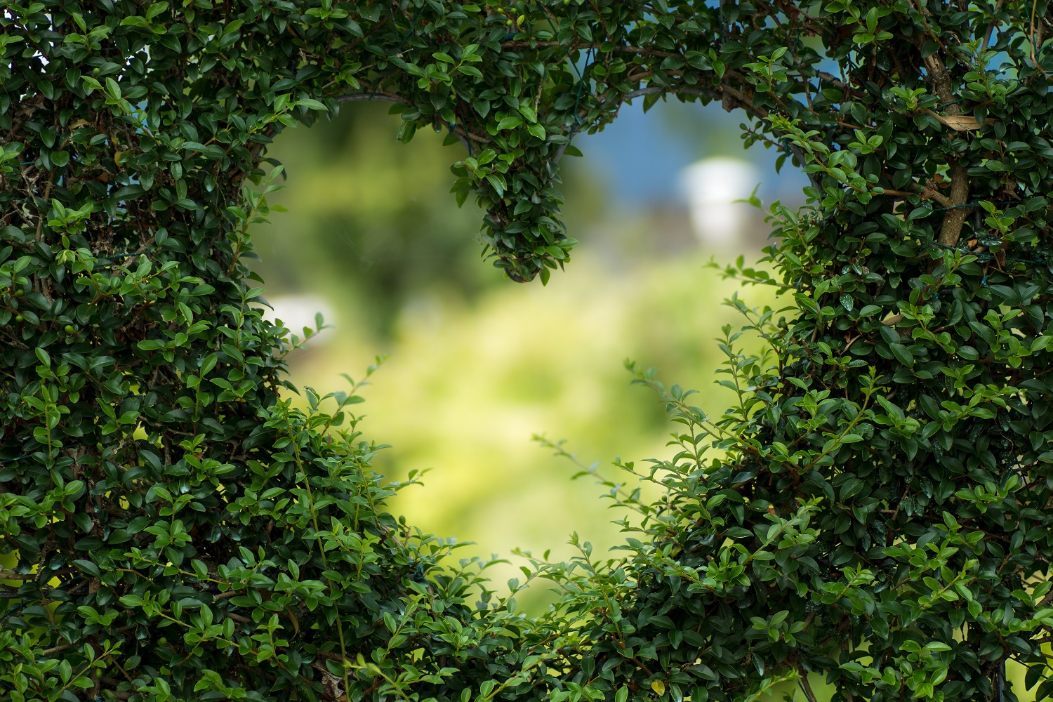 The magic of evergreens