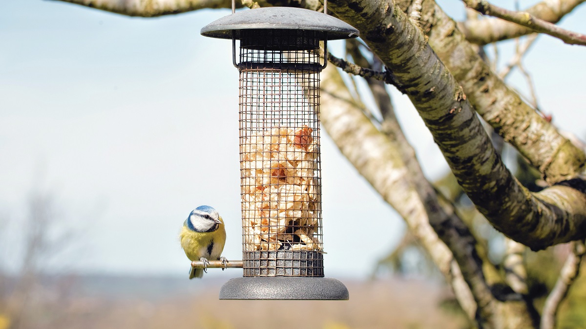What to Feed Wild Birds in Winter?
