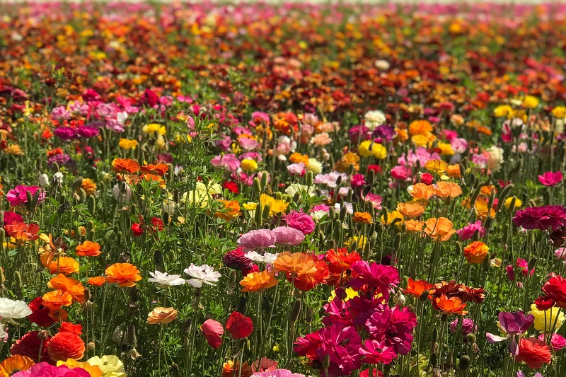 Gardening Trends For 2023