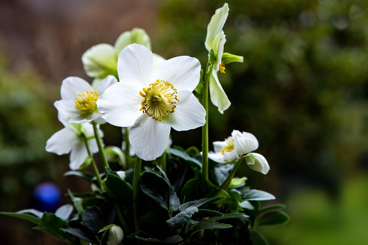 Our favourite Hellebores for winter interest