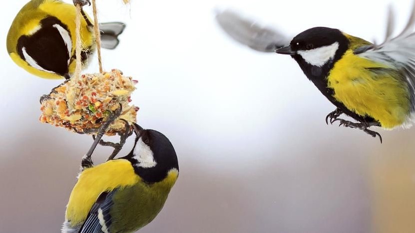 Make Your Own Fat Balls to Feed the Birds
