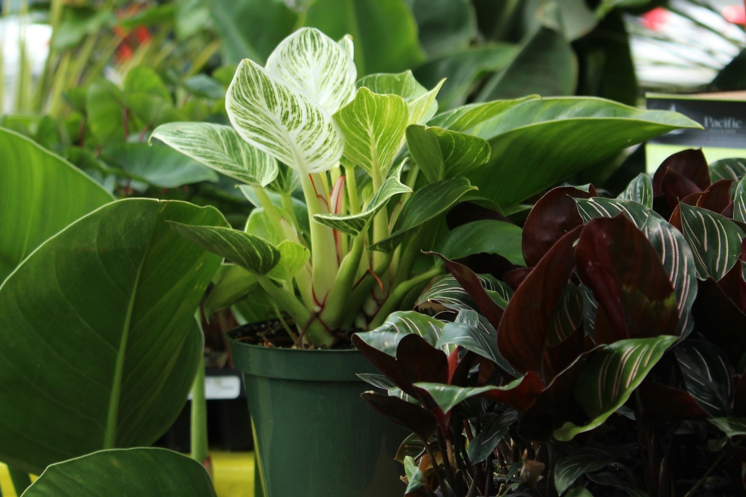 Houseplants and their personalities
