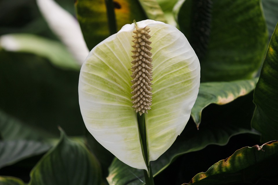 4 houseplants to improve our well-being