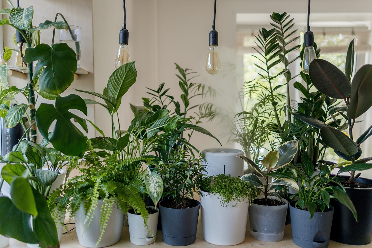 How Not To Kill Your Houseplants