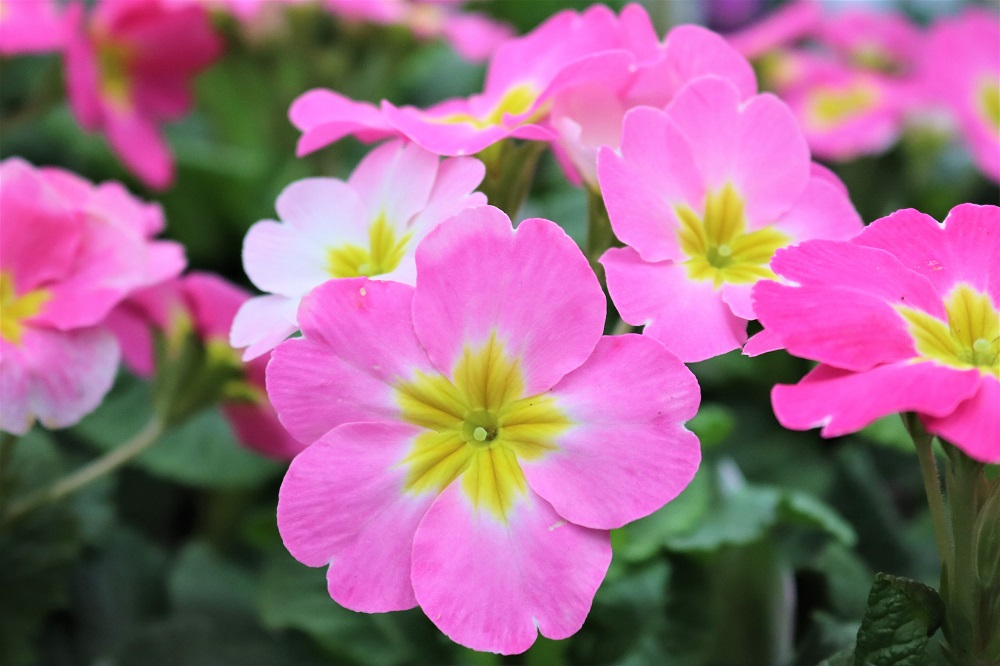 March in the Garden