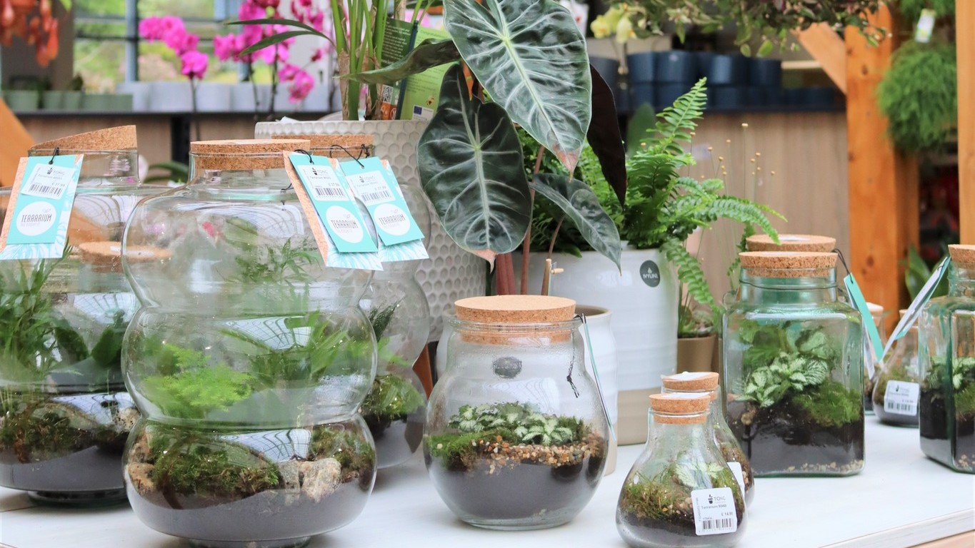 Open and closed Terrarium care