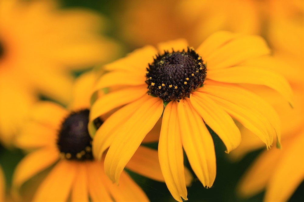 Our Favourite Cottage Garden Plants