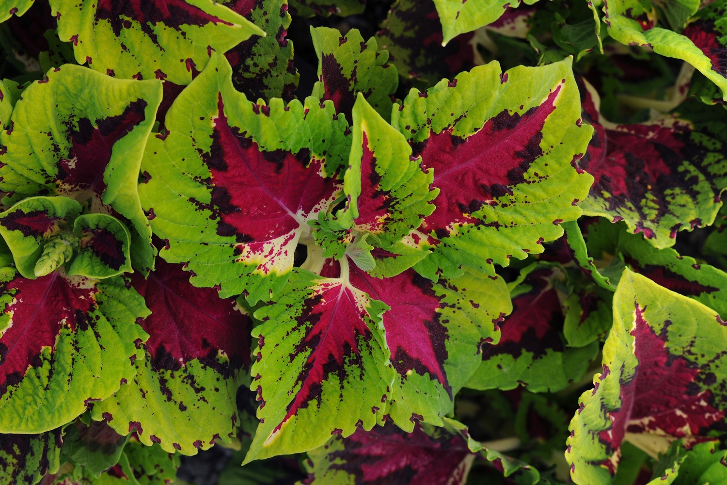 Create gorgeous hanging baskets and pots this summer