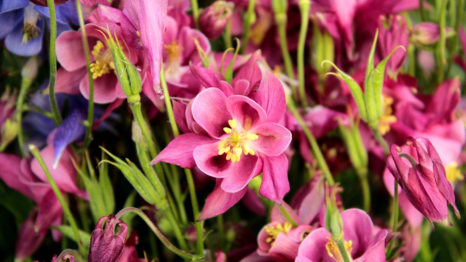 Top ten perennials for your garden