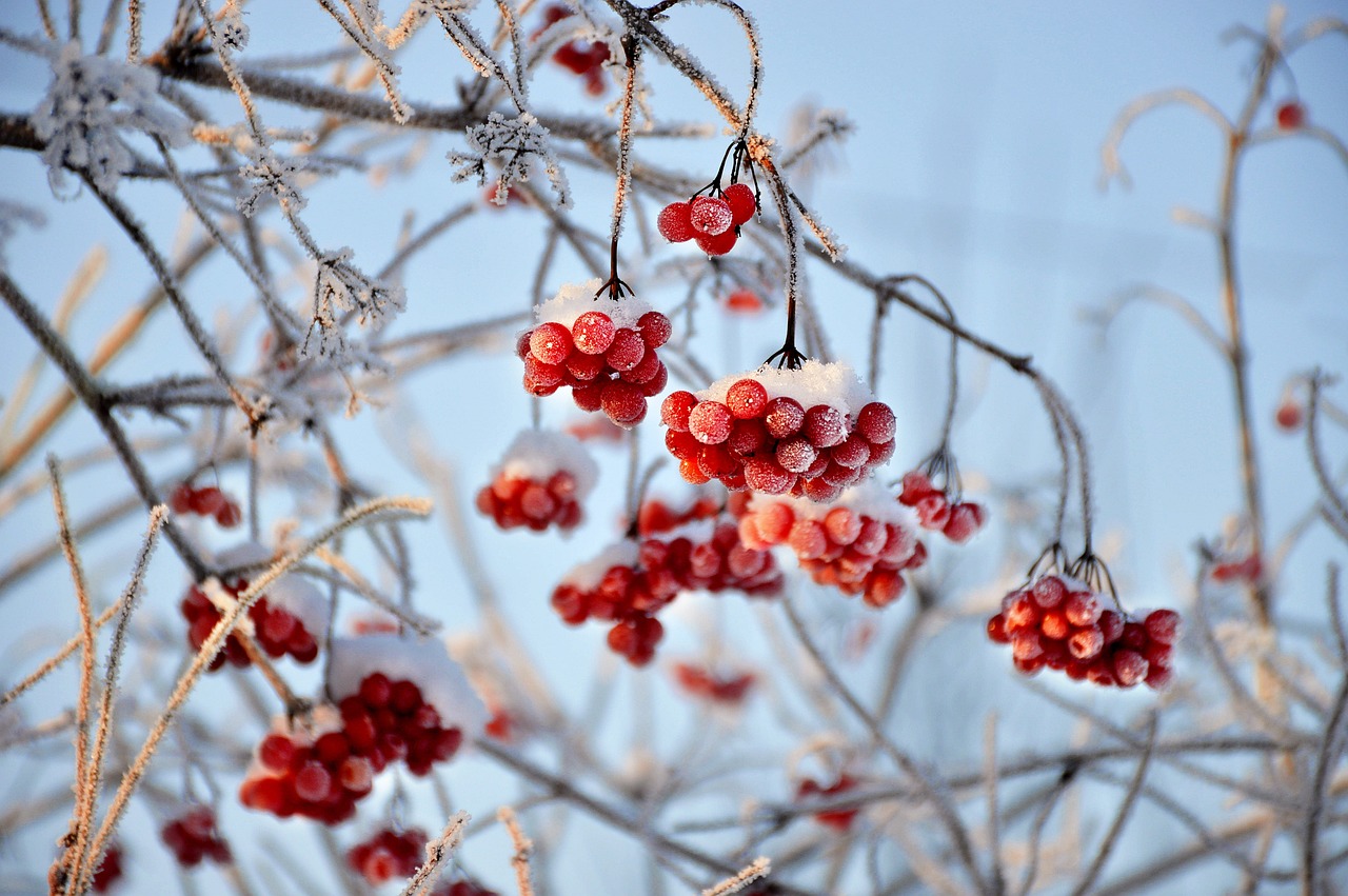 Winter Gardens
