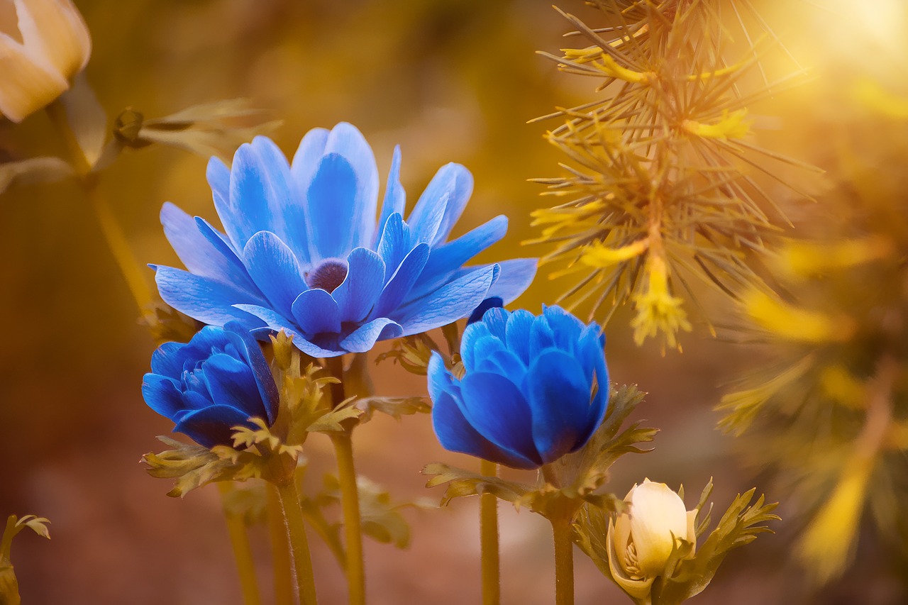 Our Top 5 Sun Loving Plants
