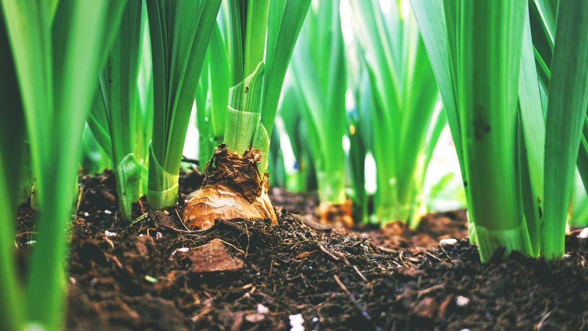 Bulbs in green