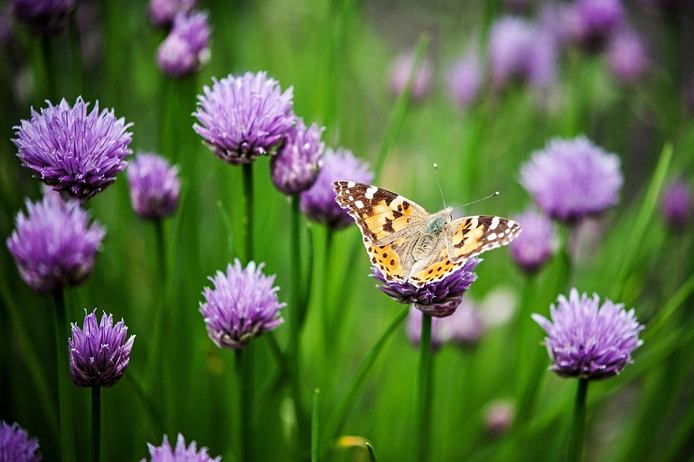 Wonderful Wildlife
