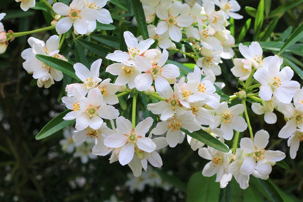 Planting for Year Round Interest
