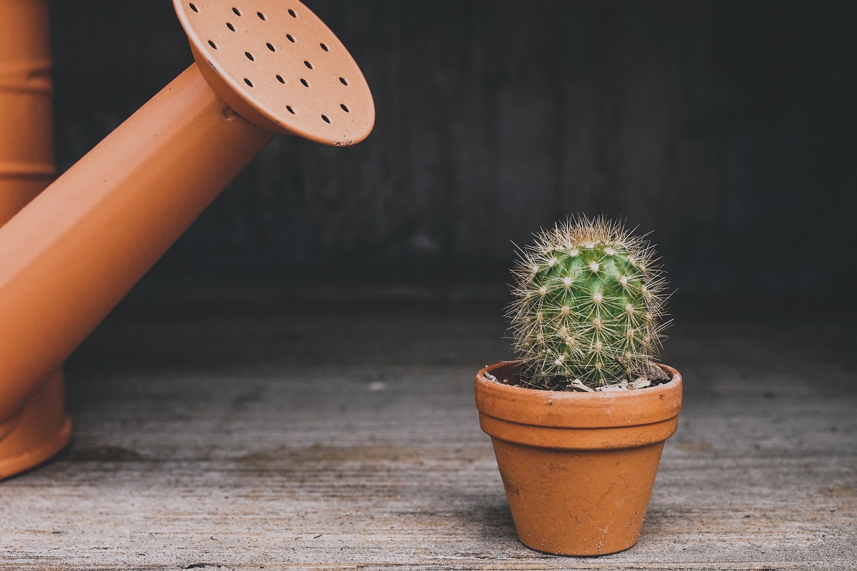Our Favourite Easy To Care For Houseplants