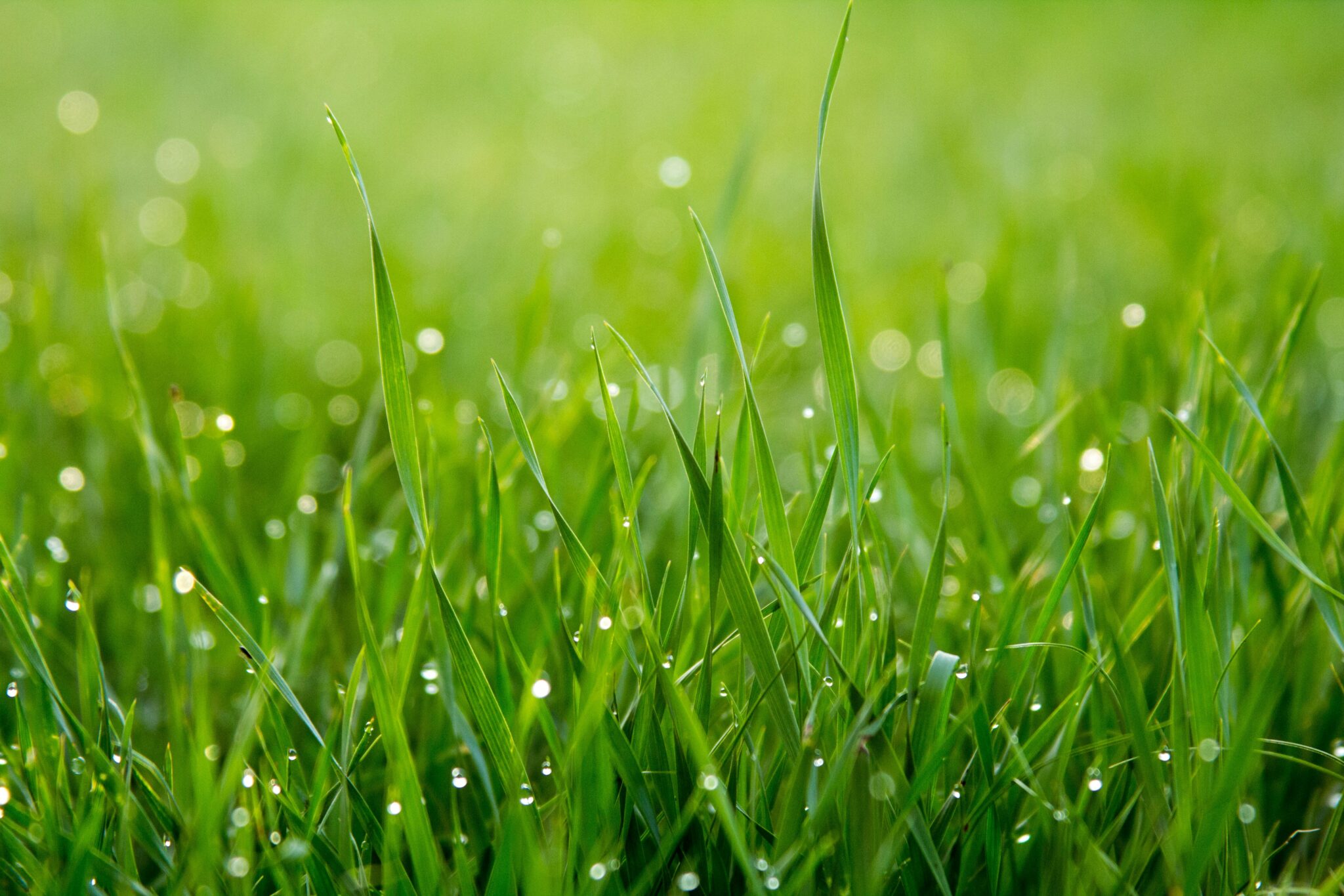Spring lawn care