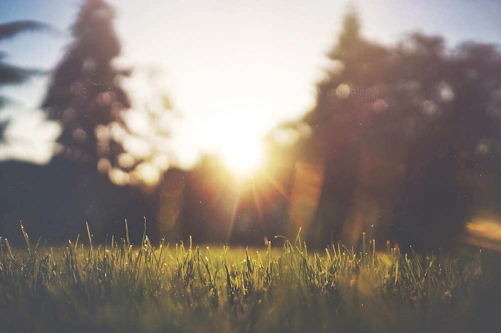 Love Your Lawn