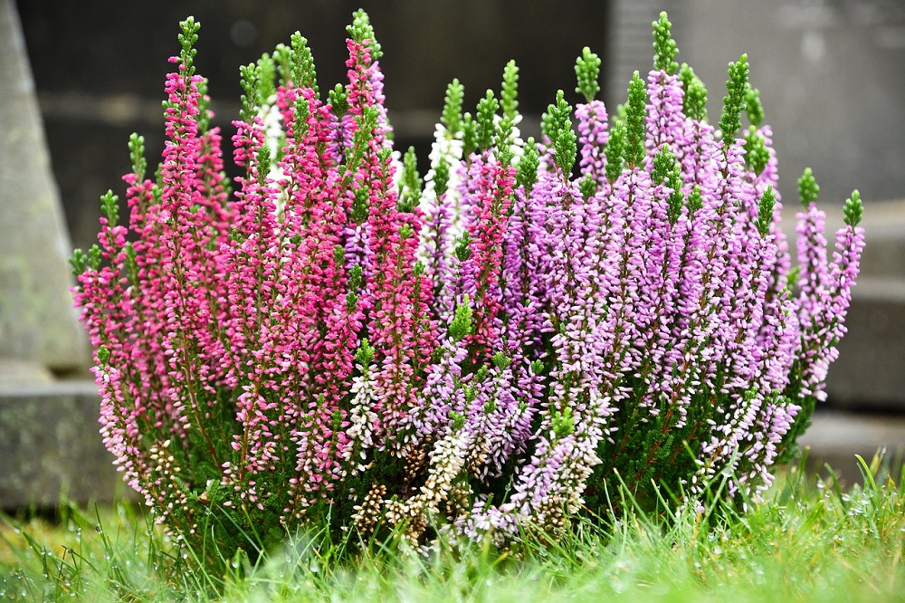 November in the Garden