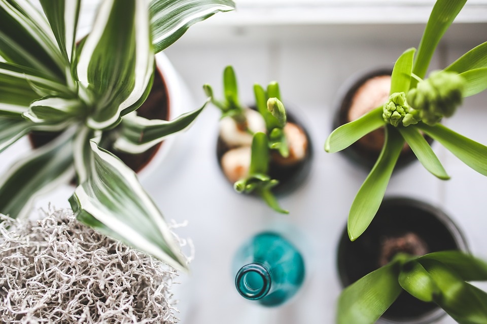 Houseplant Trends for 2023