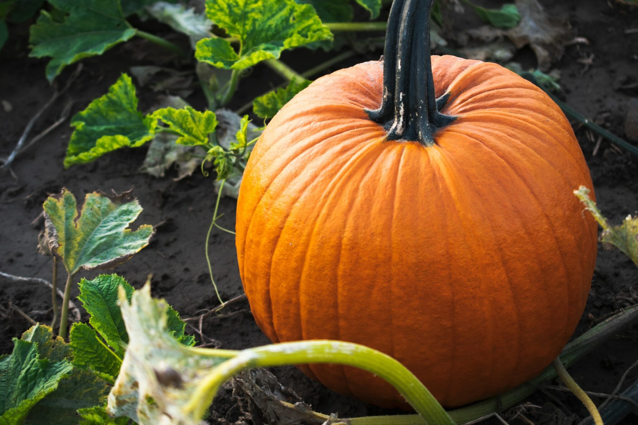 A Guide To Companion Planting