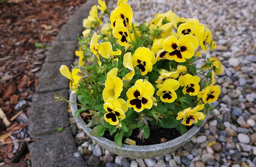 Wonderful Seasonal Containers
