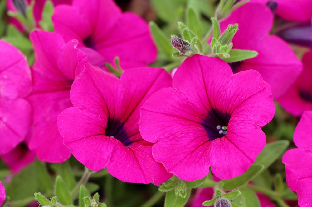 April in the Garden
