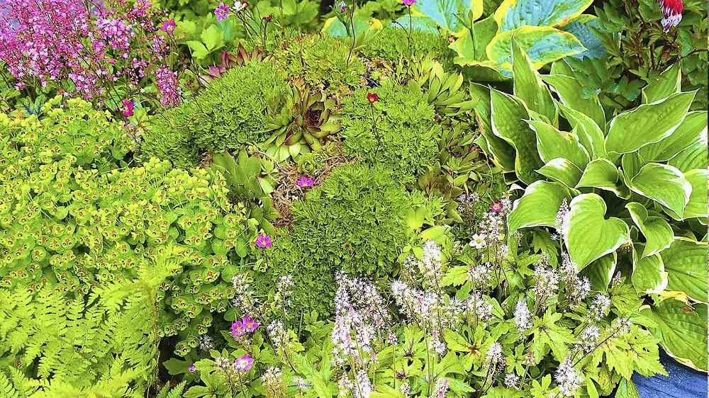 Plants for Purpose