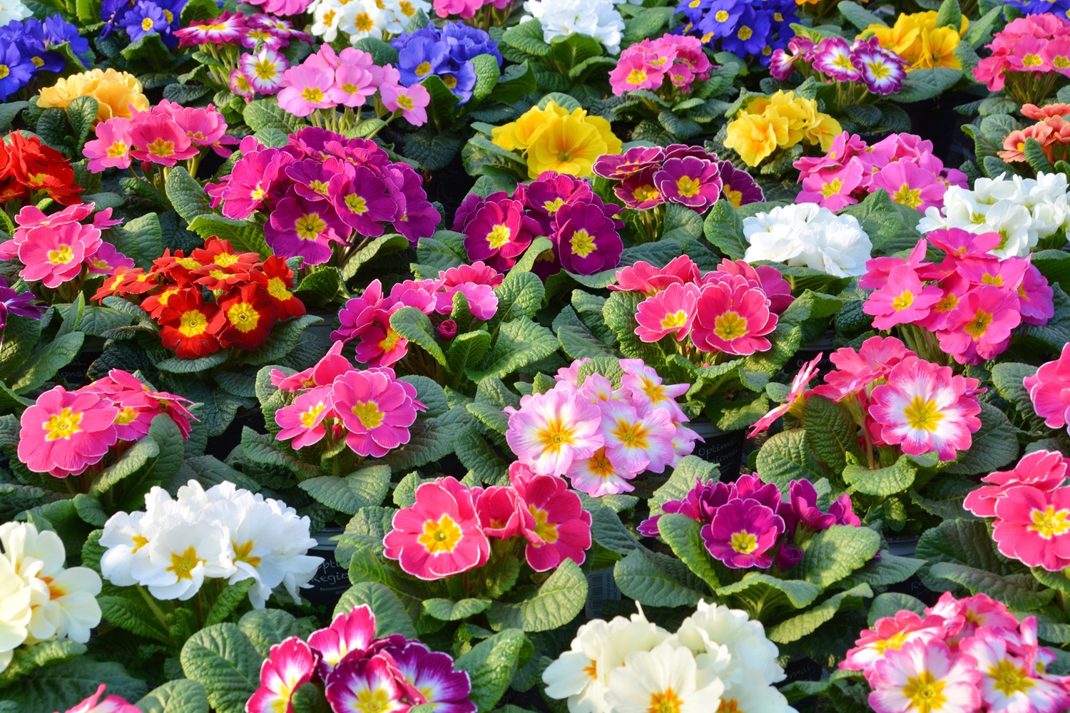 Primrose Festival 2025