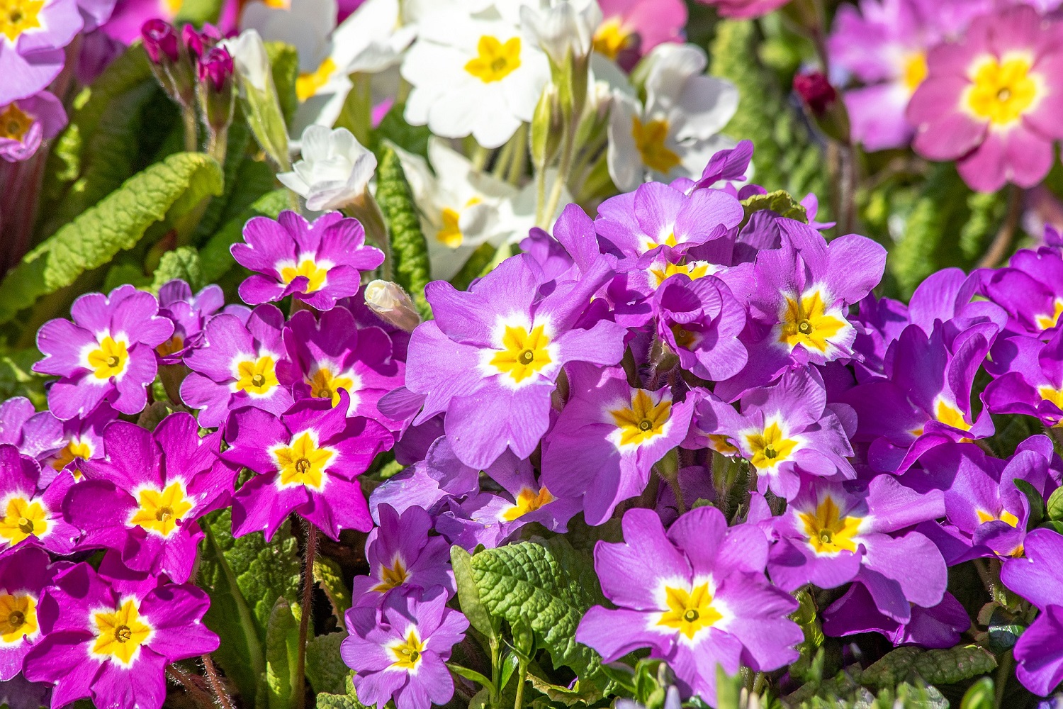 Pretty Primroses