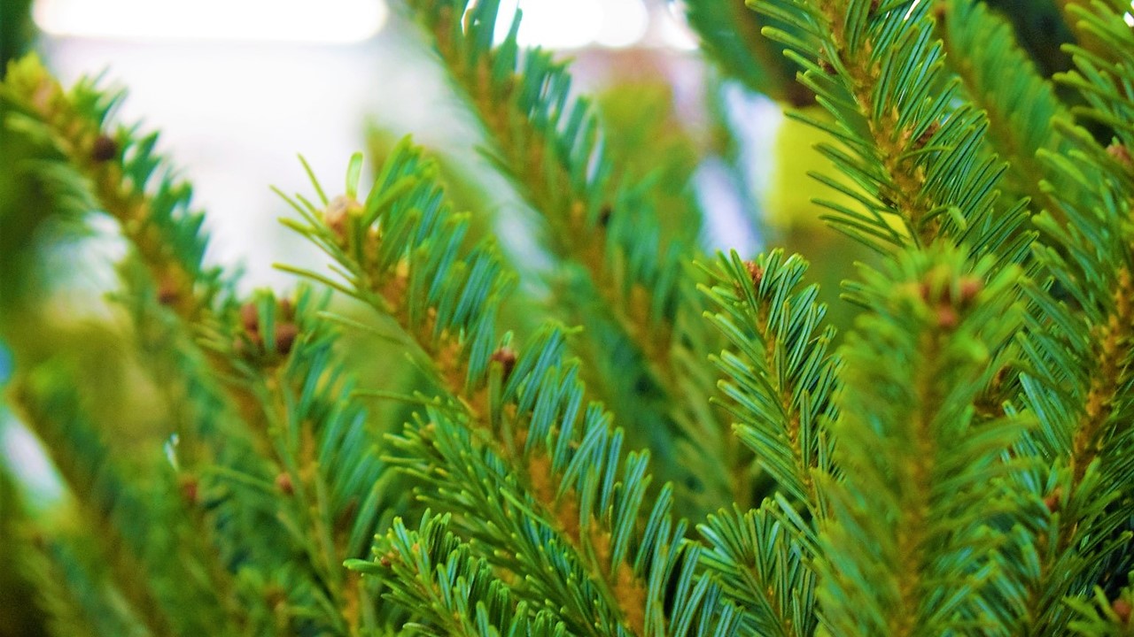 Caring for your Christmas Tree