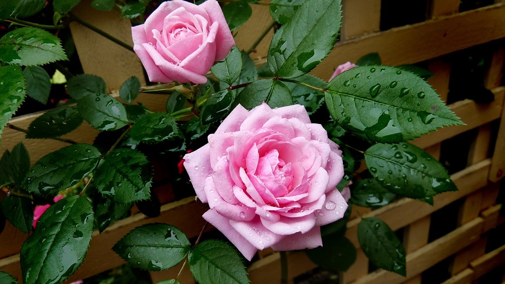 July in the Garden
