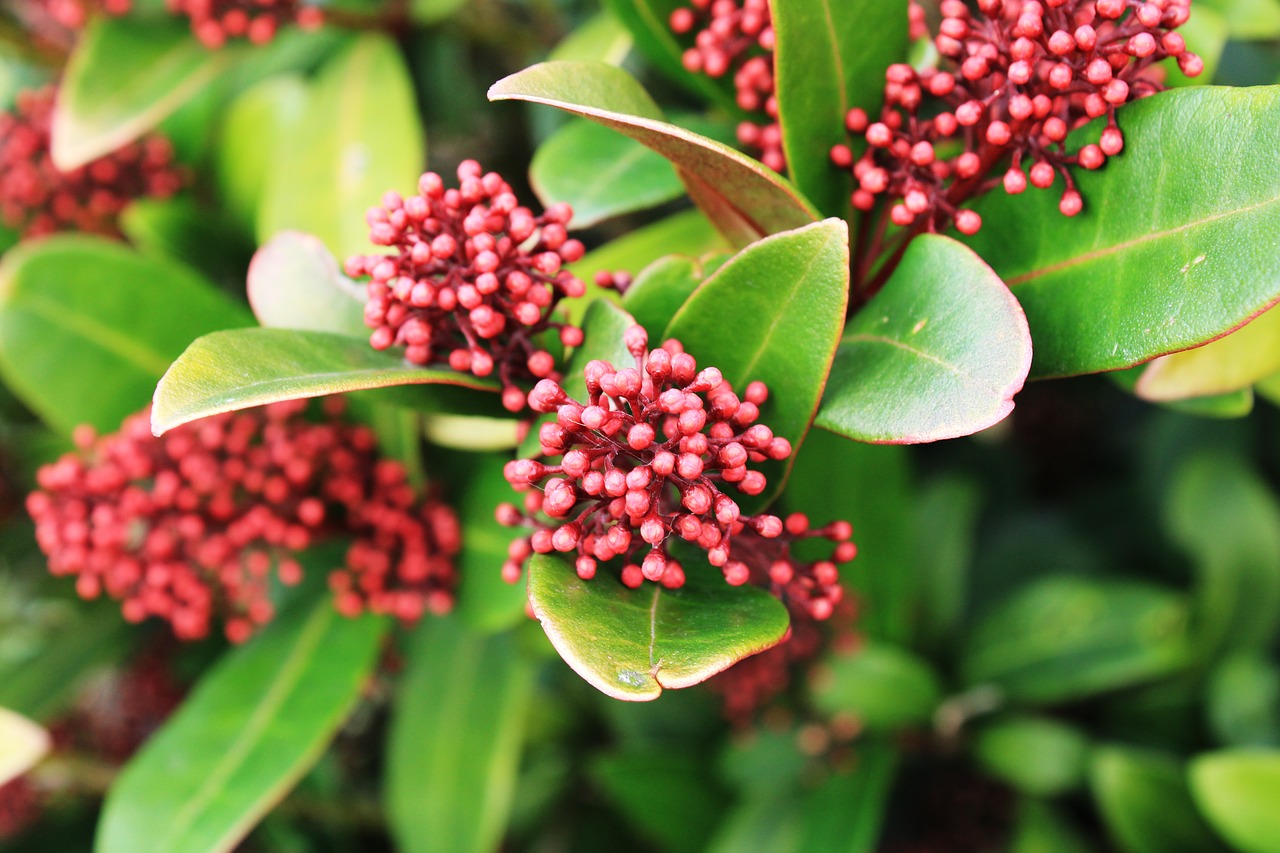 December in the Garden
