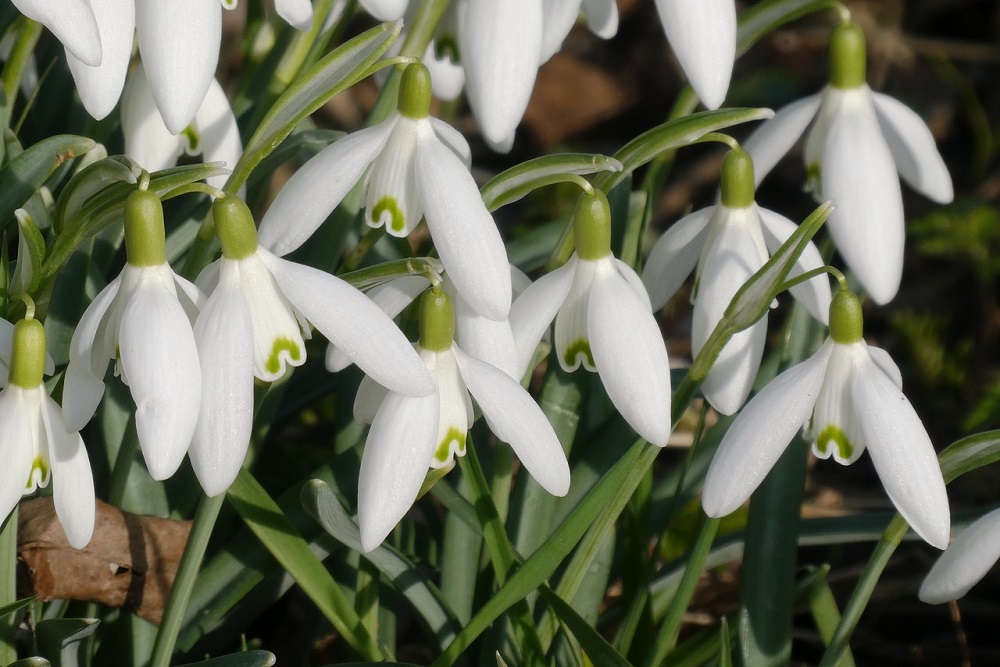 January in the Garden