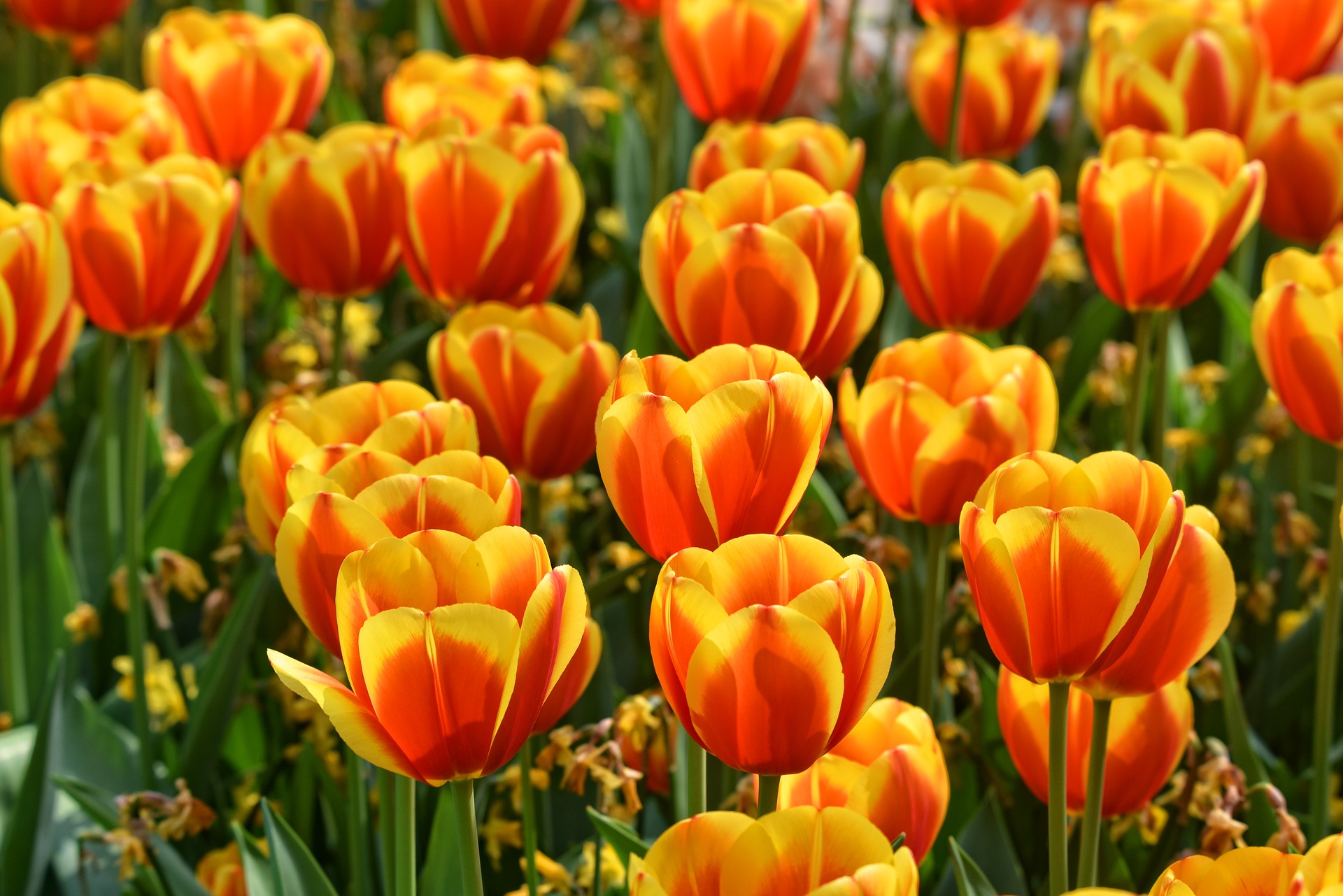 Start Planning for Spring