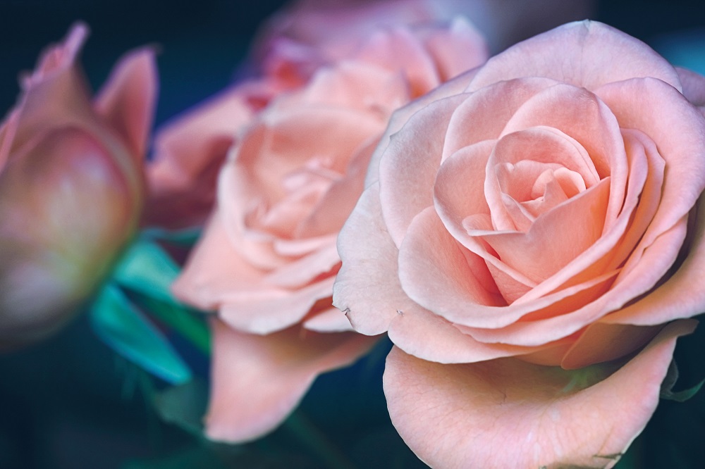 Valentine’s Day Gift Guide