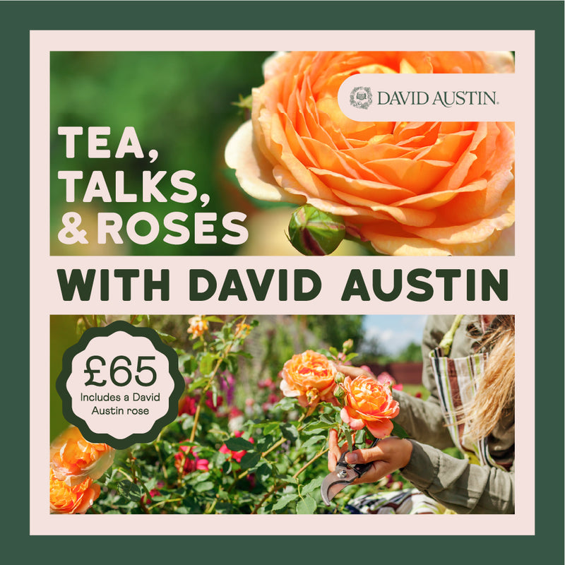 Tea, Talks & Roses with David Austin Roses