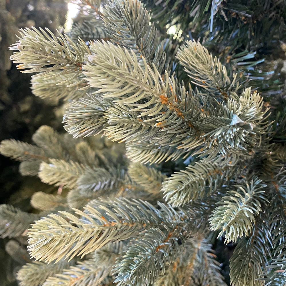 7FT Glen Coe Fir - Kaemingk Everlands Christmas Tree | AT14