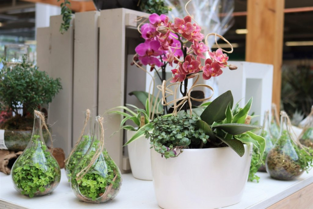 Decorative houseplants in small pots on a table