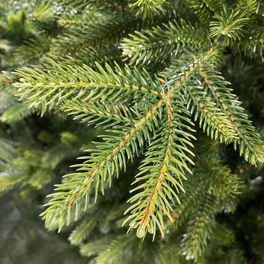 6FT Nordmann Fir - Kaemingk Everlands Christmas Tree | AT26