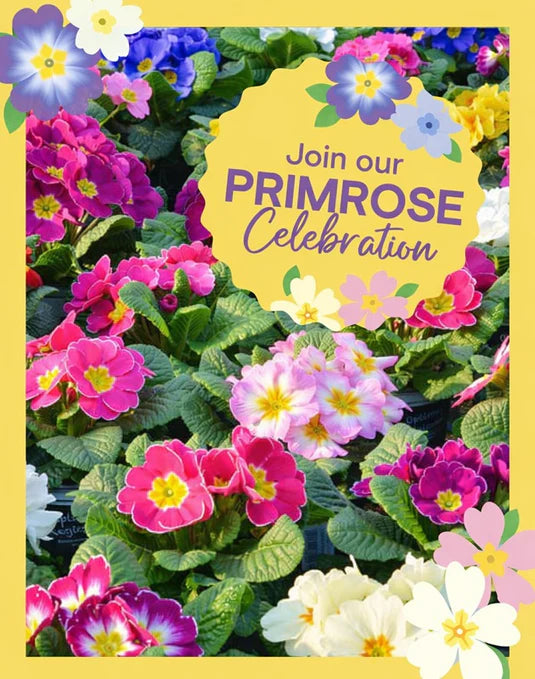 Colorful primrose flowers with a yellow banner inviting to 'Join our Primrose Celebration'.